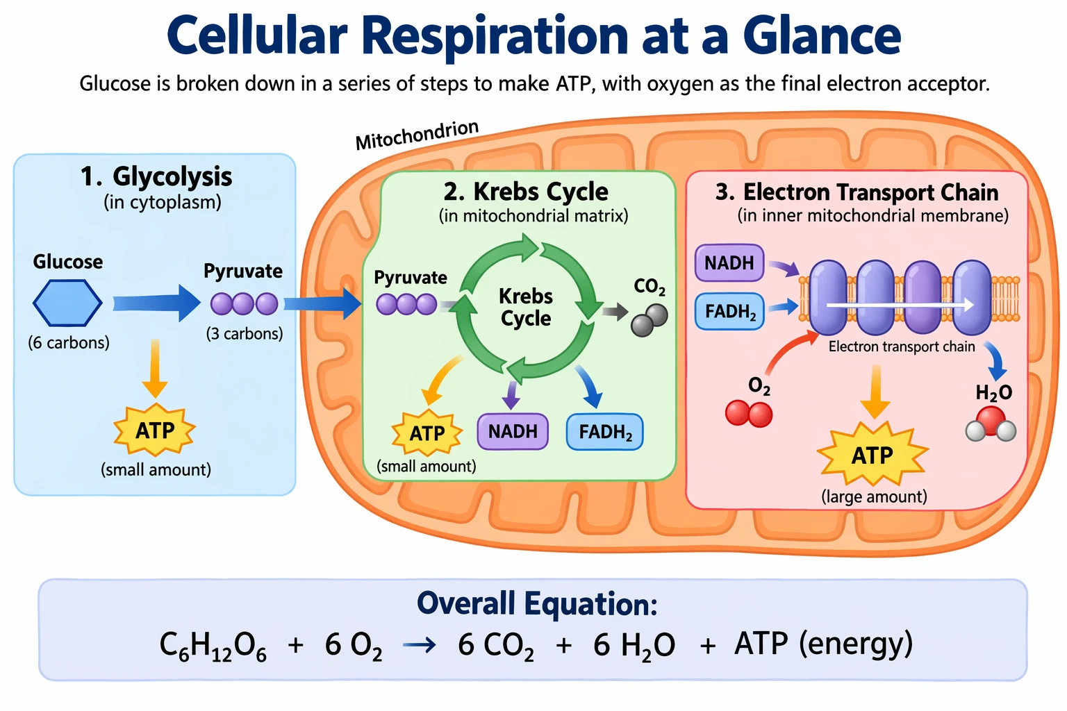Cellular respiration classroom diagram generated by GPT Image 2.5 Sunburst